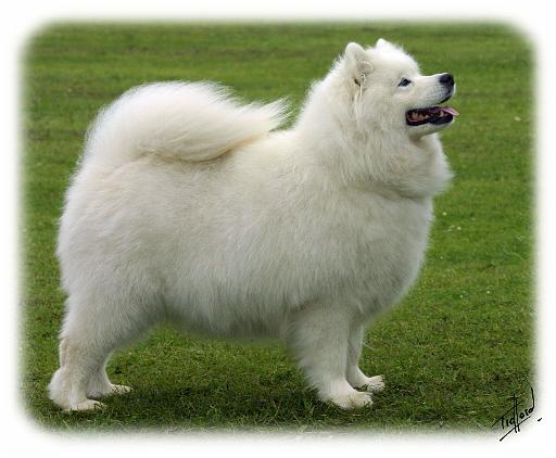 Samoyed 8T91D-02.JPG